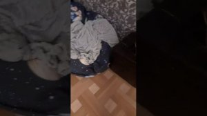басик