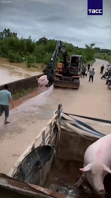 Свинок, которые оказались под водой из-за наводнения в Китае, жители спасали с помощью спецтехники смотреть онлайн