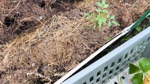 Вспахала участок, шикарная 🍓 Начала бороться с кротом.Моя Жизнь в Деревне 9-07-2026