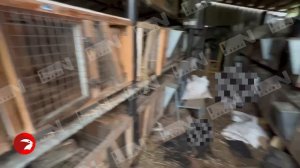 В Лежневском районе бездомные собаки разгромили крольчатник и оставили гору трупов
