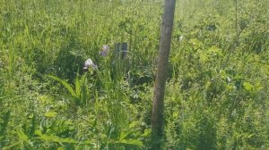 Родовое поместье ВеЛес на Урале в июне 2026