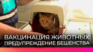 Солецких животных прививают от бешенства