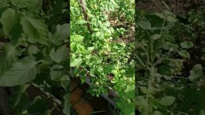 Урожай попёр 🥒🍅😁 Обход территории 🌺