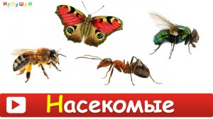 [ НАСЕКОМЫЕ для ДЕТЕЙ ] Развивающие ВИДЕО про насекомых для детей в HD качестве