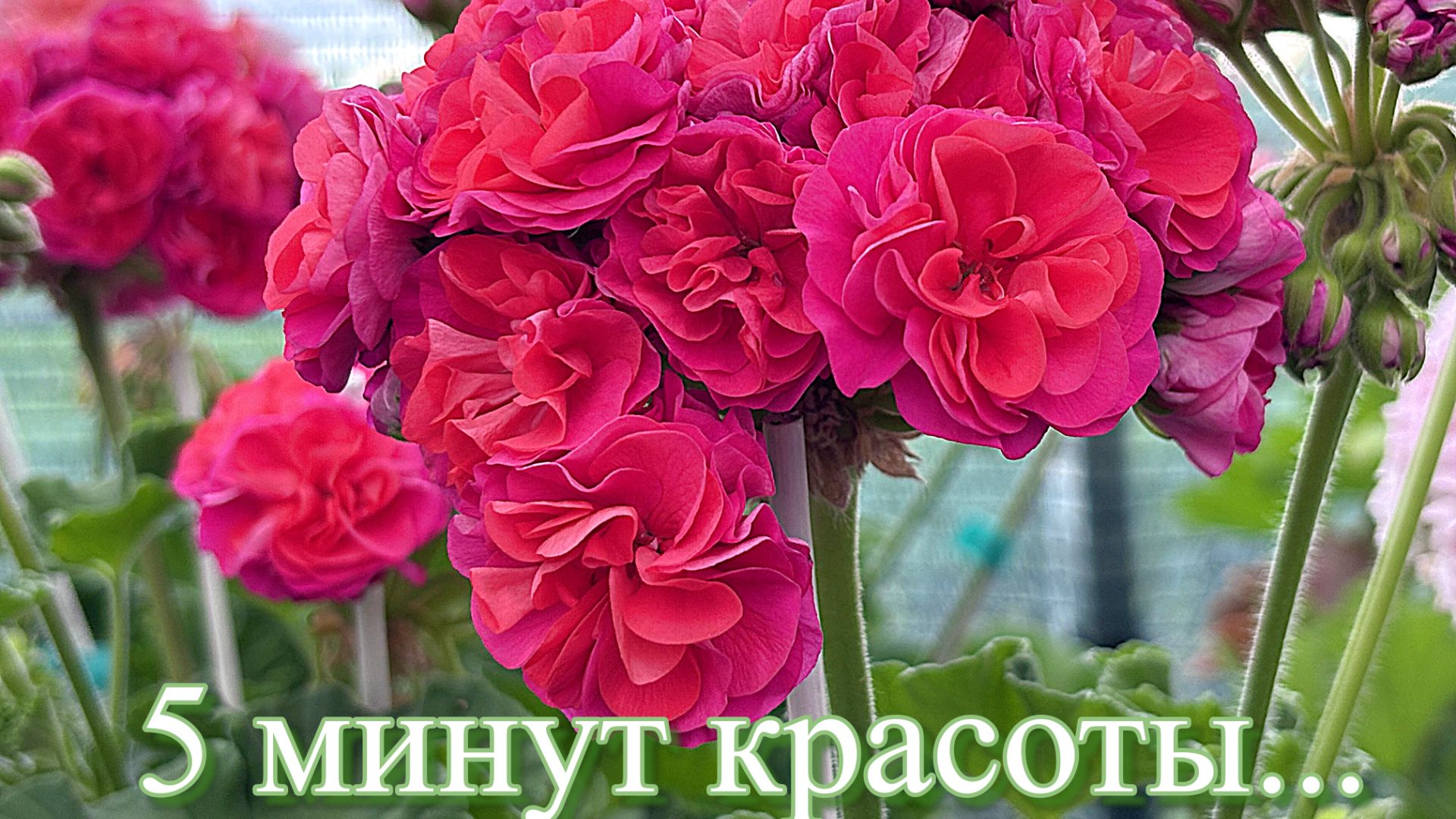 5 минут цветущей красоты Вам в ленту!