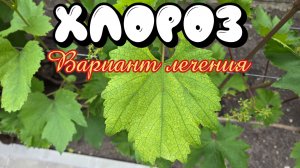 ХЛОРОЗ ВИНОГРАДА. Вариант лечения.