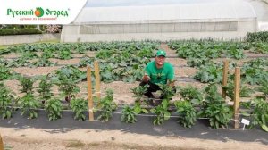 Уход за перцами и баклажанами в открытом грунте.