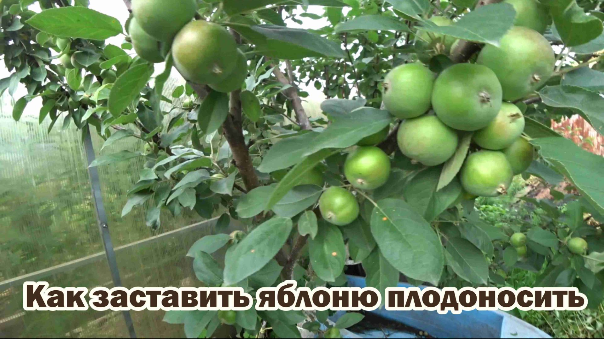 Что делать, если яблоня не плодоносит? смотреть онлайн