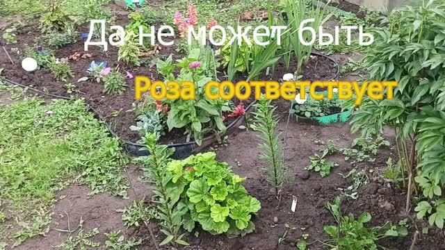 Первая после грозы. Дача 6 июля смотреть онлайн