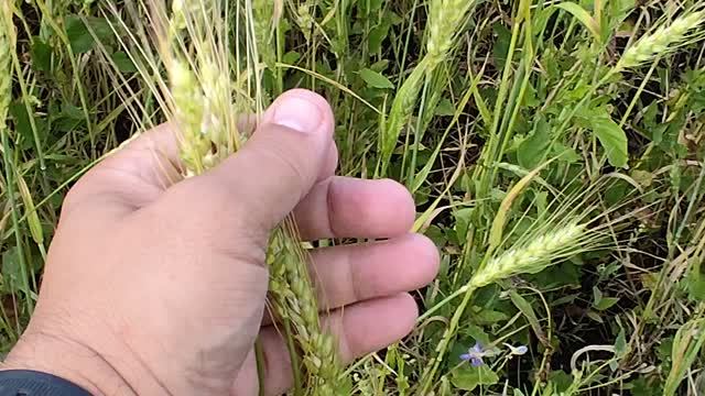 Нива волнуется... 🌾