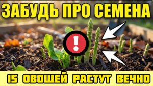 15 овощей, которые сажаешь один раз - а собираешь годами!