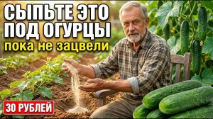 Чем подкормить ОГУРЦЫ в ИЮЛЕ — 5 копеечных подкормок без химии.
