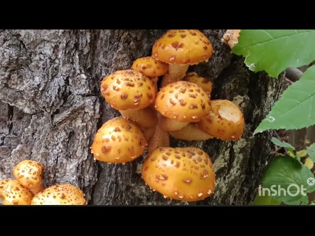 Много разных грибов Что за грибы? смотреть онлайн
