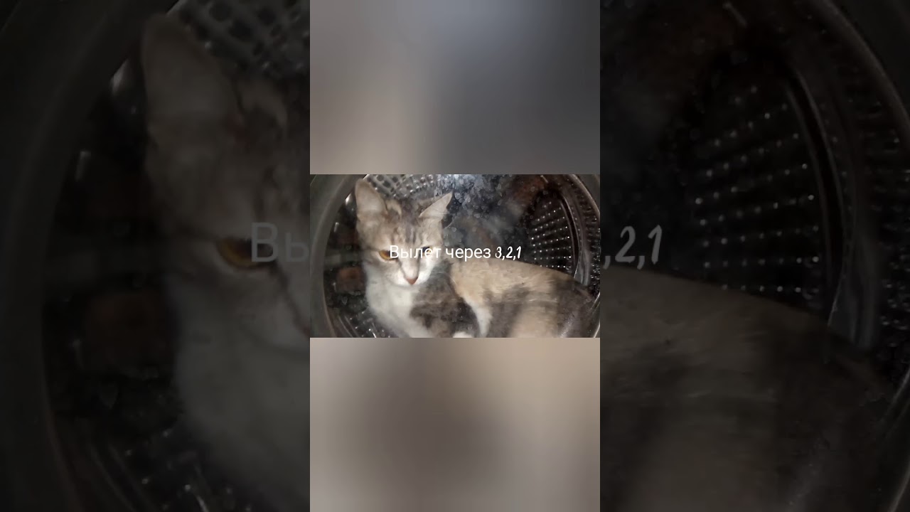 Нарезки моих котов смотреть онлайн