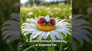 божья коровка
