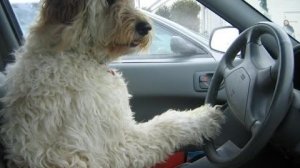 #1403.СОБАКИ АВТОМОБИЛИСТЫ/DOGS MOTORISTS[HD](АВТО БЛОГ 2015)