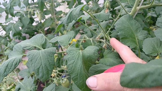 2525. Рассадный 26. Поговорим о подкормках. смотреть онлайн