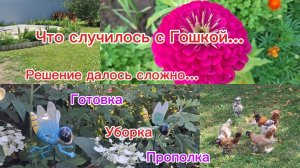 09-07-2026/Кубань/Гоша пострадал/Малыши боятся/Борщ/Макароны/Работа в саду/Льём поливаем//Решение../