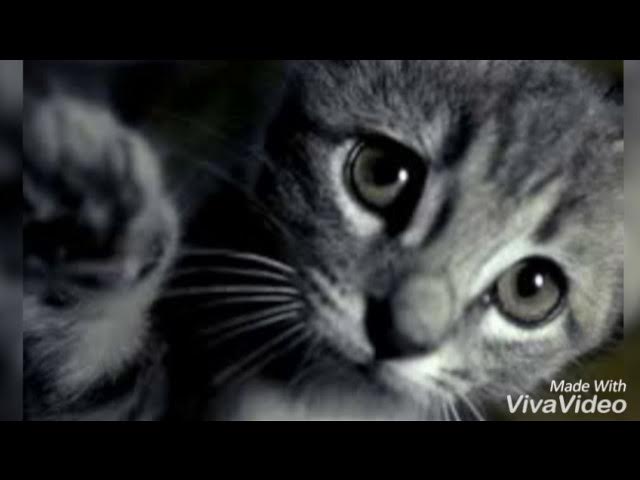 Грустная песня про кота ( Дворовый кот) 😢😥😔 до слёз смотреть онлайн