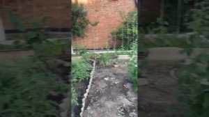 Продаётся дача снт ромашка Каменск Шахтинский