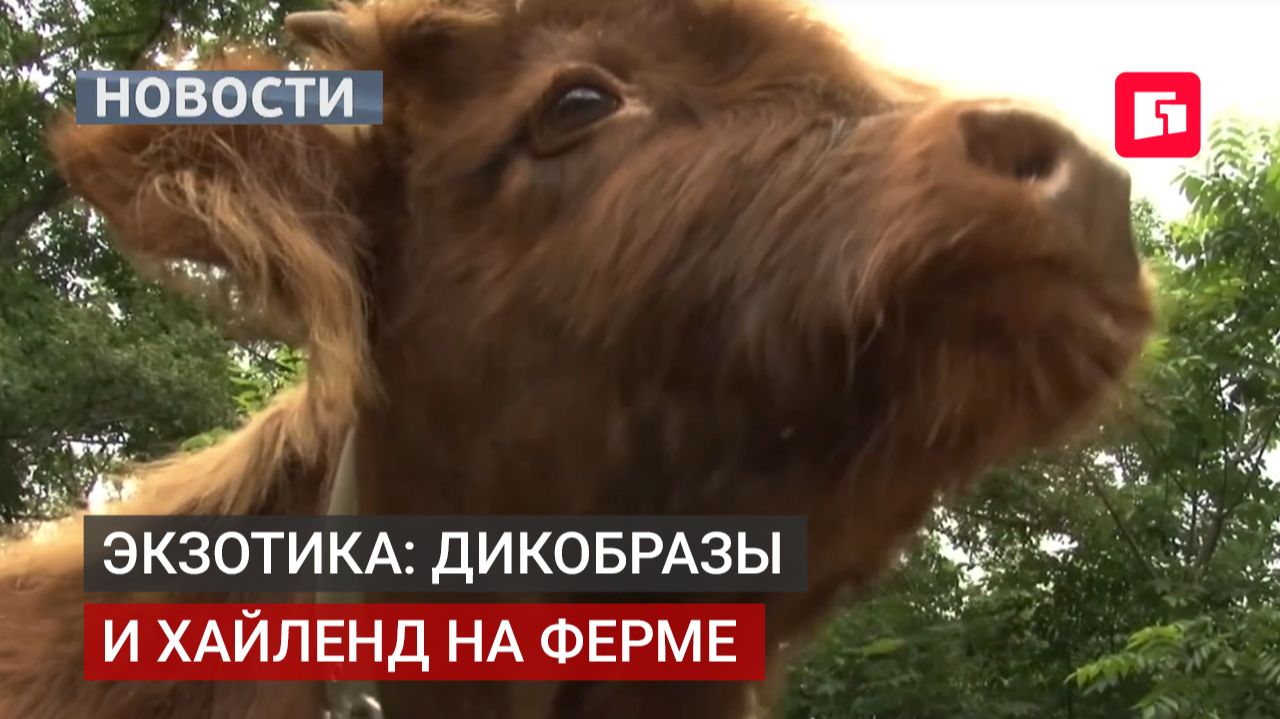 На ферме в Хабаровском крае — пополнение: дикобразы и бык хайленд.09/07/2026
