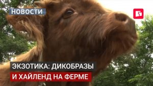 На ферме в Хабаровском крае — пополнение: дикобразы и бык хайленд.09/07/2026