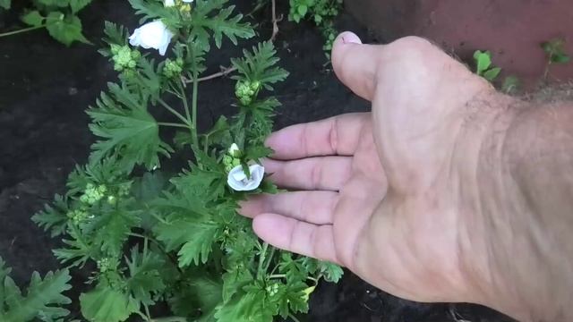 Зацвела мальва мускусная смотреть онлайн