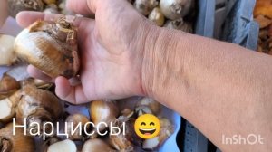 8 июля/копаю картошку/перебрала луковицы цветов