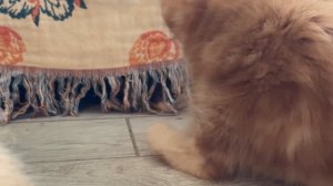 Нежности от РЫСИ / Соболь играет с котятами