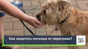 Как защитить питомца от перегрева?