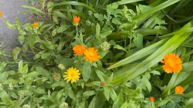 (для @✅мир природы) как выглядит природа | пилотный эпизод | смотреть онлайн
