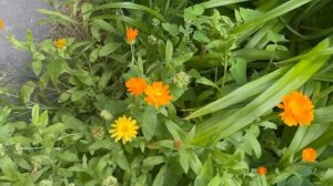 (для @✅мир природы) как выглядит природа | пилотный эпизод |