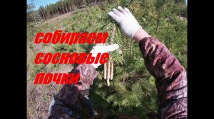 Собираем сосновые почки