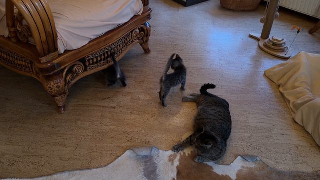 Вечерние догонялки. Котятам Барсика и Мани 2 месяца 09-07-2026
