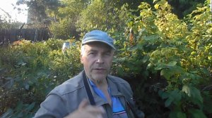 ВОТ ТАКИЕ НАШИ БУДНИ. ДАЧА 6-7 ИЮЛЯ