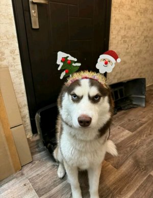 хаски 🦴