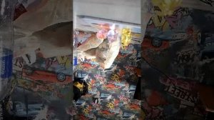 животные играют в игру
