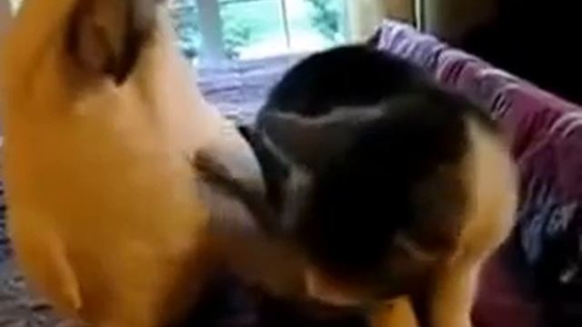 The parrot says to the cat: I want to stroke you! | Попугай говорит коту: хочу тебя погладить! смотреть онлайн
