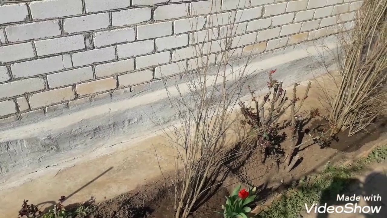 Гранат после зимовки. смотреть онлайн