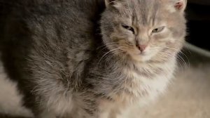 ОШИБКА, из-за которой многие хозяева теряют своих котов НАВСЕГДА!