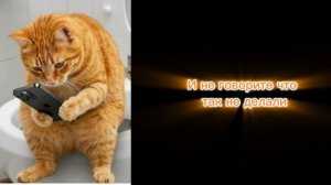 Мемы с котами