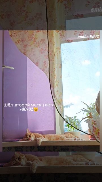 Шёл второй месяц лета- 2026
У нас каждый день +30+32🐱🥵🥵🥵
Ждем в Омске прохлады и дождей🤔 смотреть онлайн