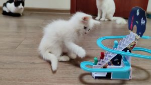 Котята проявили интерес к новой игрушке, особенно котенок Микки.