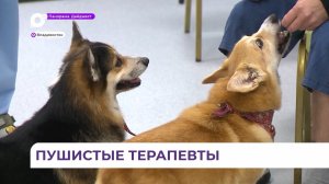 Пушистые терапевты: во Владивостоке пациентами корги стали участники СВО