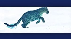 💍🐆...(2)