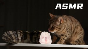АСМР Оцелот поедает крокодилов ASMR