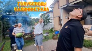 Голуби Эдуарда в Калининграде! 2026г