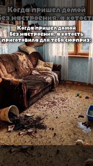 Котость