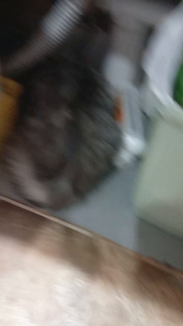 🐱