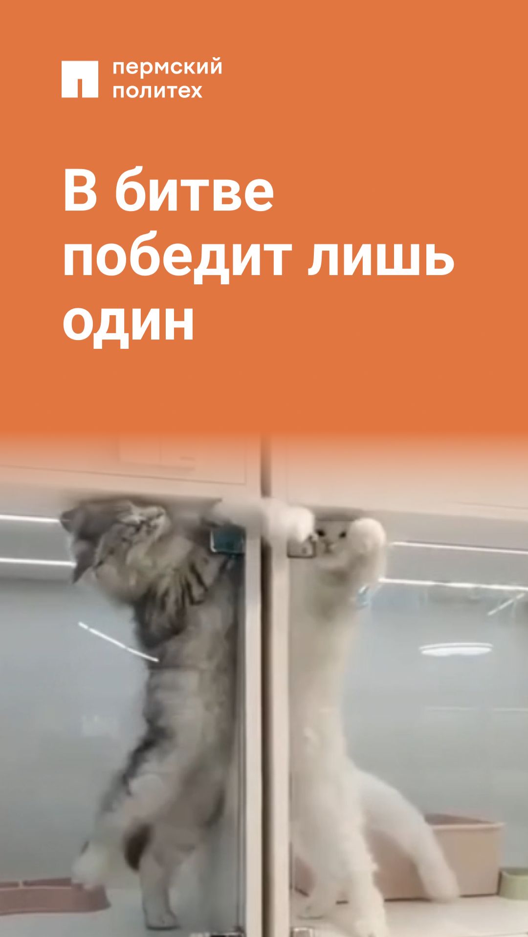 В битве победит лишь один